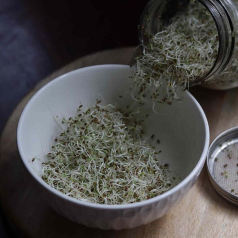 ALFALFA SRPOUTS in a white bowl pouring out from a glass jar