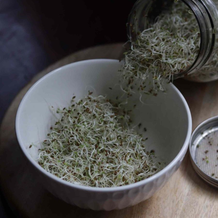 ALFALFA SRPOUTS in a white bowl pouring out from a glass jar
